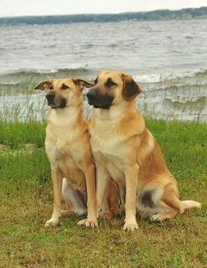 Chinook Dog, Dog Mushing, Bohemian Shepherd, Working Dog Breeds, Dog Van, Dog Socialization, Socializing Dogs, Rare Dogs, Every Dog Breed