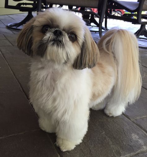 Shihtzu Hairstyle, Shi Tzu Hairstyles Short, Shihtzu Haircut Teddy Bears, Shihtzu Haircut Short, Cute Shitzu Puppies, Shih Tzu Teddy Bear Haircut, Cute Shih Tzu Puppies, Teddy Bear Haircut, Shitzu Haircuts