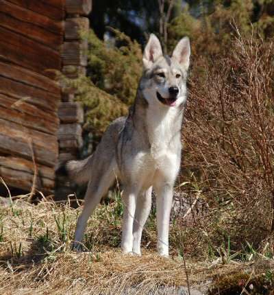 Saarloos Wolfdog, Tamaskan Dog, Northern Inuit, American Indian Dog, Pretty Dog, Pet Bunny Rabbits, Funny Looking Cats, Dog Poses, Dog Mixes