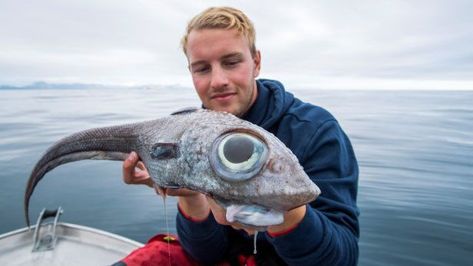 Fisherman catches strange, 'dinosaur-like' creature Red Lipped Batfish, Deep Sea Squid, Frilled Shark, Vampire Squid, Goblin Shark, Sea Angling, Dumbo Octopus, Living Fossil, Rare Species