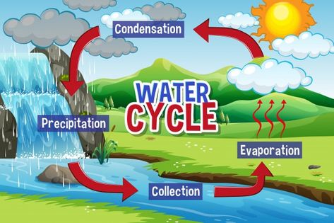 Water cycle process on earth Free Vector | Free Vector #Freepik #freevector #infographic #water #leaf #nature Cycle Advertisement, Water Cycle Chart, Water Cycle Process, Water Cycle Craft, Cycle Illustration, Hydrological Cycle, Advertisement Illustration, The Water Cycle, States Of Matter