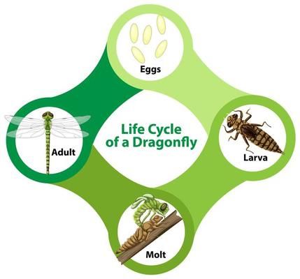 Scene with Monarch Butterfly Life Cycle 1929070 Vector Art at Vecteezy Dragonfly Life Cycle, Monarch Butterfly Life Cycle, Moth Life Cycle, Nature Cartoon, Fly Drawing, Lifecycle Of A Frog, Green Tree Frog, Frog Life, Butterfly Life Cycle