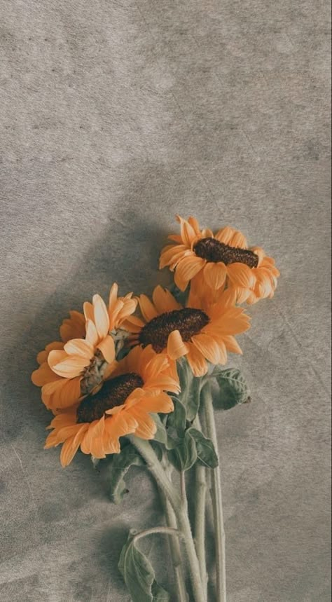 Sunflower Asethic, Aesthetic Sunflower Pictures, Sunflower Astethic Wallpaper, Sunflower Wallpaper Aesthetic Vintage, Sunflowers Aesthetic Wallpaper, Aesthetic Sunflower Background, Flower Aesthetic Pictures, Phone Wallpaper Sunflower, Sunflower Astethic