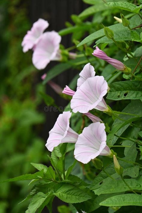 False bindweed ( Calystegia pubescens ) flowers. Convolvulaceae perennial vine native to Japan. stock images Moon Garden, Japan Photo, Perennials, Nativity, Vines, Photo Image, Vector Free, Stock Images, Moon