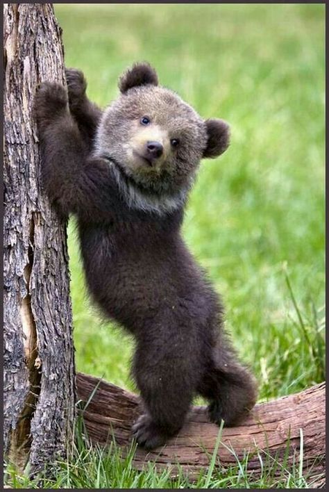 A Kodiak Bear Cub. "Adorable Baby Animals" Baby Black Bear, Photo Ours, Dekoratívne Vence, Black Bear Cub, Regnul Animal, Dangerous Animals, Bear Pictures, Bear Cub, Bear Cubs