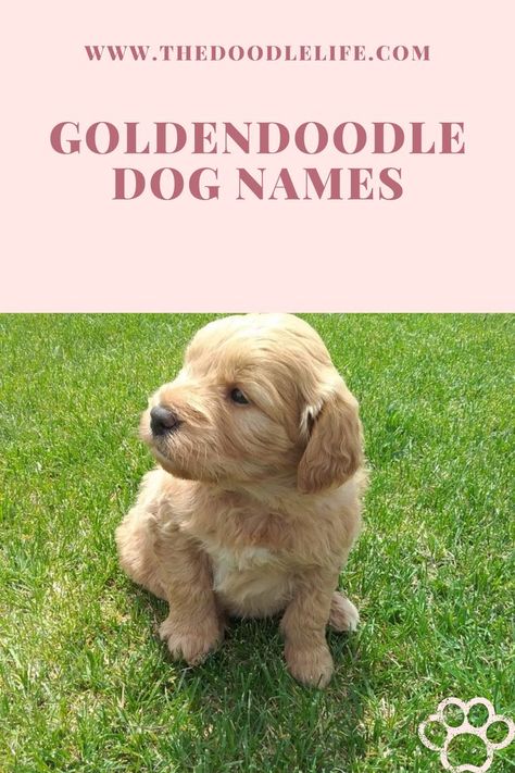 Goldendoodle Dog Names You will Love. | Goldendoodle puppy sitting in the grass #goldendoodle #miniaturegoldendoodle #goldendoodlepuppy #goldendoodlenames #goldendoodlegirlnames #goldendoodleboynames #dognames #namesfordog #namesforgoldendoodlepuppy #namesforgoldendoodles Cute Golden Doodle Names, Goldendoodle Names Female, Doodle Tips, White Goldendoodle, Goldendoodle Names, Doodle Name, Goldendoodle Miniature, Boy Dog Names, Golden Doodle Dog