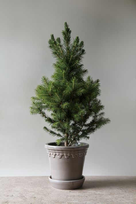 veryone carries dear memories of Christmas. For some, it is evergreen pine trees in cute diminutive versions, all the way to the spellbinding full-sized decorated firs. These are some of the most familiar ways to make the Holiday season magical. It is also one of the simplest ways to transform the home for the festive Holiday season. Nesting a pine in a beautiful, glazed pot makes it shine like the top star. A pine in the Københavner pot ifrom Bergs Potter elegantly captures the holiday mood. Potted Pine Tree, Tree In A Pot, Scandi Christmas, Handmade Pot, Holiday Mood, Christmas Inspo, Planting Roses, Pot Designs, Fir Tree