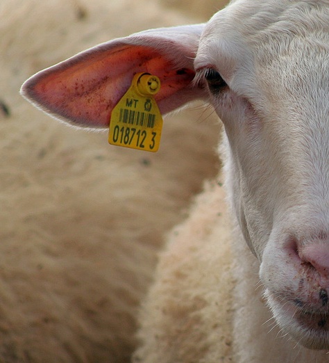 Wool Sheep Ears, Sheep Face, Lamb Steaks, Lamb Skewers, Shy People, Olympics Opening Ceremony, Animal Activism, Counting Sheep, Sheep And Lamb