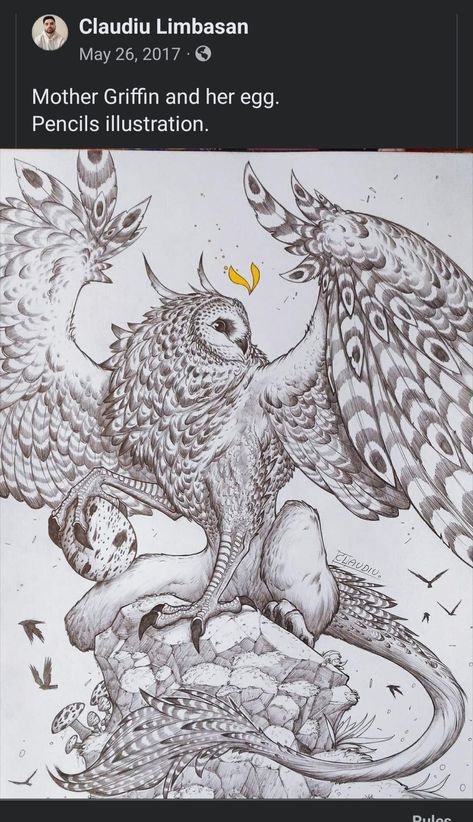 Owl Griffin, Griffin Drawing, Owl Sketch, Dragon Rider, Eagle Head, Pencil Illustration, Ink Pen Drawings, Creature Art, Animal Drawings