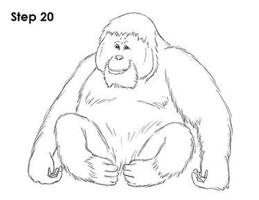 Ape Drawing, Bornean Orangutan, Animal Tutorial, Drawing Instructions, Monkey Art, Cloud Drawing, Kids Cartoon, Acrylic Painting Tutorials, Sketch Inspiration