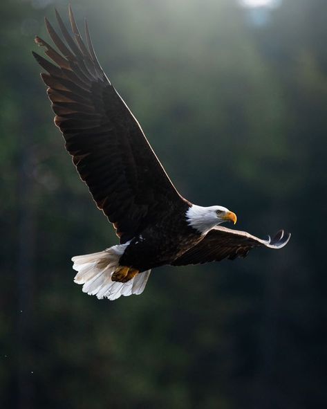 Eagle Photography, Eagle River Alaska, Types Of Eagles, Eagle Project, Animal Photography Wildlife, Eagle Pose, Eagle Talon, Nature Tattoo Sleeve, Eagle Images