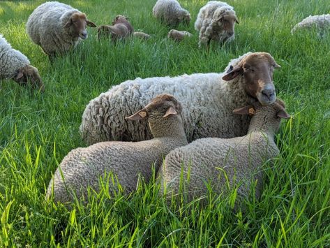 Tunis Sheep - The Livestock Conservancy Tunis Sheep, Sheep Breeds, Rare Breed, Field Guide, North Africa, Tunisia, Great Lakes, Farm Animals, Sheep