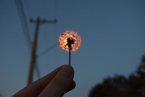 Unity Photography, Photography Ideas, The Sky, Dandelion, The Sun, Sun, Photography, Instagram