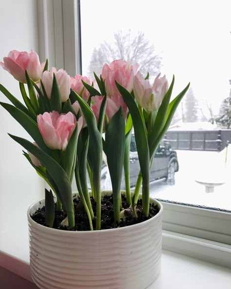 Growing Tulips Indoors, Tulips Indoors, Tulip Plants, Tulip Growing, Growing Bulbs Indoors, Tulips In Pots, How To Grow Tulips, Potted Tulips, Grow Tulips