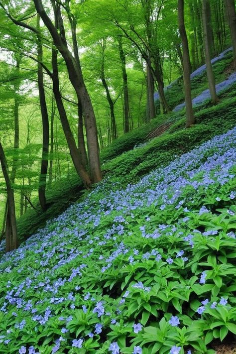 12 Ground Cover Plants For Hillside And Slopes River Erosion Control, Garden Beds On Hillside, Steep Bank Landscaping, Planting On A Hill Sloped Yard, Garden Slope Ideas Hillside Landscaping Steep Backyard, Hillside Cottage Garden, Planting Trees On A Slope, Natural Hillside Landscaping, Creek Side Landscaping