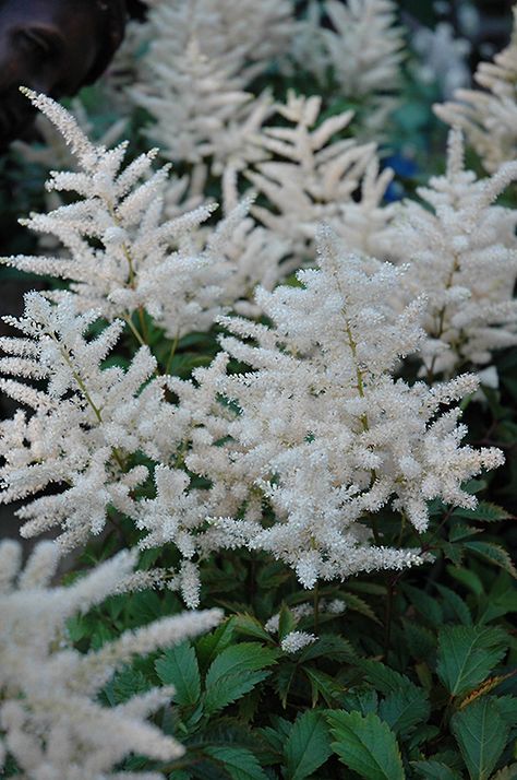 18" tall, early-late summer flowers .   Deutschland Astilbe (Astilbe japonica 'Deutschland') at Tagawa Gardens Astilbe Deutschland, Cobblestone Backyard, Salvia Garden, Astilbe Japonica, False Spirea, Spring Backyard, Silver Garden, Landscape Nursery, Corner Garden