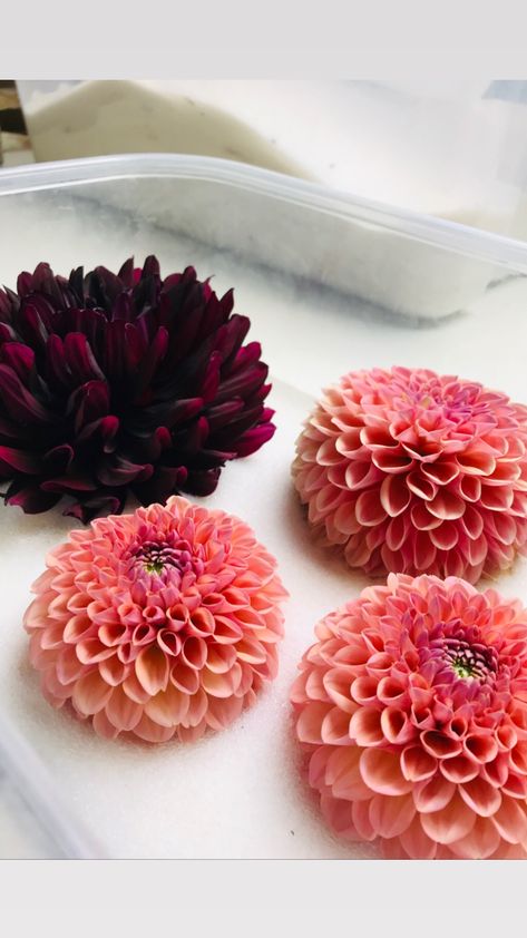 Drying Dahlia Flowers, Dried Dahlia Flowers, Silica Gel Flowers, Preserved Wedding Flowers, Flower Drying, Preserving Flowers, Preserve Flowers, Crafty Witch, Drying Flowers