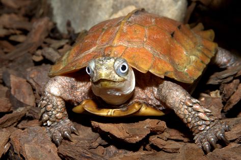 Black breasted leaf turtle | Geoemyda spengleri, Tennessee A… | Flickr World Turtle Day, Tennessee Aquarium, Endangered Animals, Animal Facts, Reptiles, Tortoise, Tennessee, On Twitter, Twitter