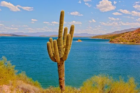 Where Is Saguaro Lake in Relation to Phoenix? Rocky Point Mexico, Arizona Bucket List, Rocky Point, Saguaro Cactus, Weekend Trip, Travel Info, Scenic Drive, Phoenix Arizona, Warrior Cats