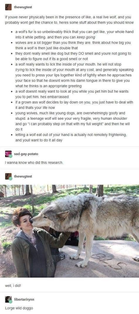 A Wolf, Diy Dog, Dog Accessories, Animal Memes, Tumblr Funny, Cute Funny Animals, Bow Ties, Tumblr Posts, Dog Clothes