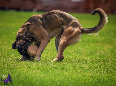 Conditioned Dogs, Fit Dogs, Working Dog, Belgian Malinois Jumping, Working Dogs Farm, Brindle Belgian Malinois, Working Belgian Malinois, Dragon Poses, Belgian Malinois Dog