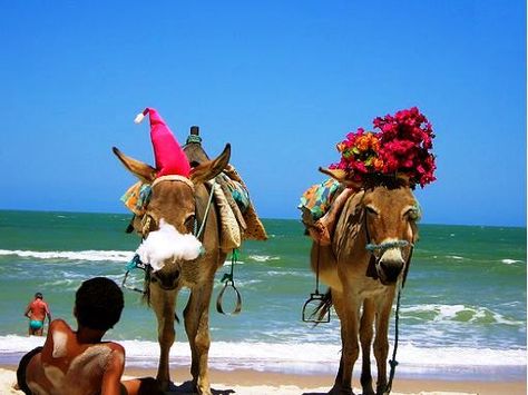 Even the Burro celebrate Christmas in Brazil... Christmas In Brazil, Brazil Holiday, Brazil Christmas, Beach Christmas, Christmas Classroom, Relax Time, Christmas Market, South American, Beach Scenes