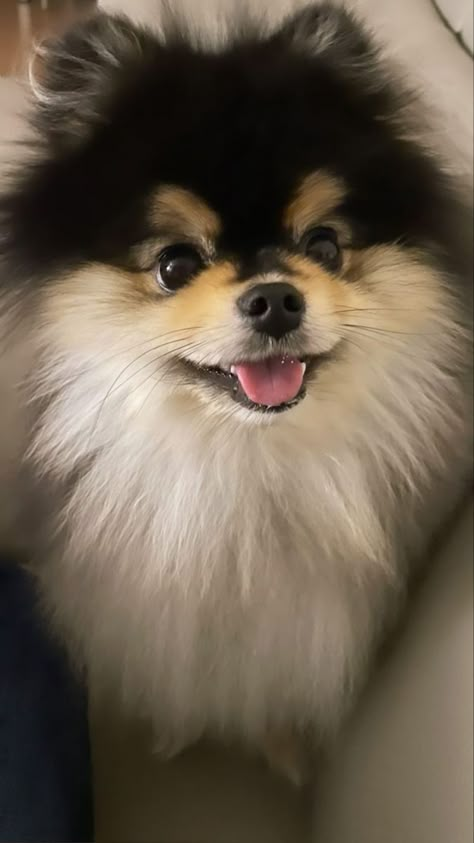 Yeontan Cute Wallpaper, Yeontan Pictures, Spitz Pomeranian, Bts Dogs, Pomeranian Puppy Teacup, Cute Puppy Wallpaper, Teacup Pomeranian, Cute Pomeranian, Bts V Photos