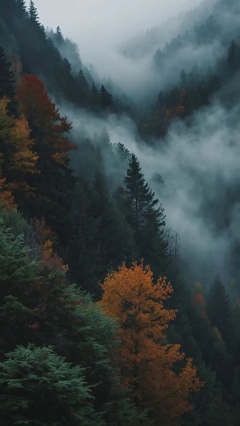 Misty Autumn Forest, Aesthetic Wallpaper Backgrounds Dark, Wood Aesthetic Wallpaper, Moody Phone Wallpaper, Misty Forest Aesthetic, Mountain Forest Wallpaper, Autumn Trees Wallpaper, Wyatt Core, Pretty Wallpapers For Iphone