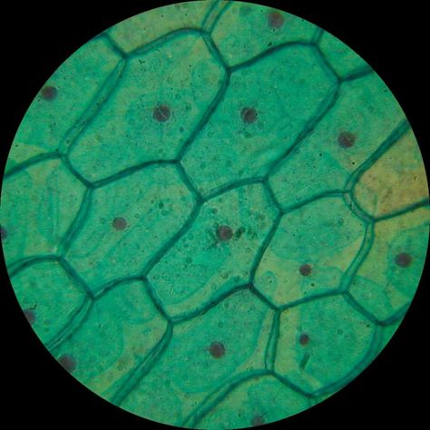 Cell , 8 Pictures Of Plant Cells Under A Microscope : Plant Cell Structure Under Microscope Plant Cell Picture, Cell Microscope, Microscope Art, Plant Cell Structure, Microscopic Cells, Animal Cells, Under Microscope, Plant And Animal Cells, Cell Organelles