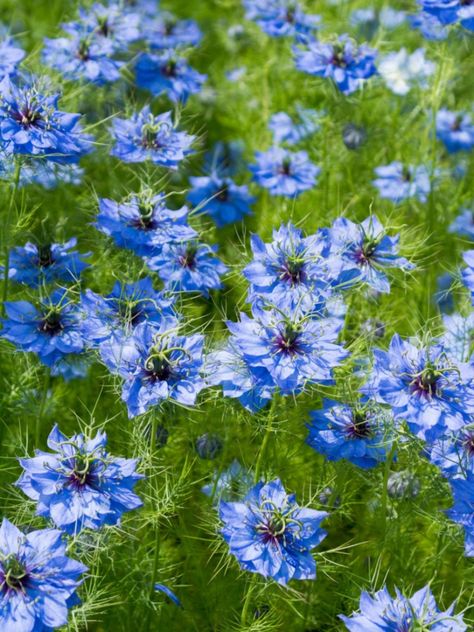 Nigella Plant, Nigella Flower, Nigella Damascena, Love In A Mist, Cat Safe Plants, Moon Garden, Blue Garden, Garden Yard, Back Garden