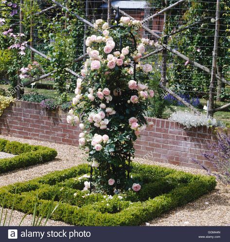 Rosa - `Eden Rose '88' up obelisk (Climber) RCL067987 Stock Photo, Royalty Free Image: 113539013 - Alamy Climbing Rose Obelisk, Modern Rose Garden, Roses Garden Ideas, Rose Obelisk, Rose Garden Ideas, Obelisk Ideas, Austin Garden, Rose Garden Wedding, Cottage Garden Roses