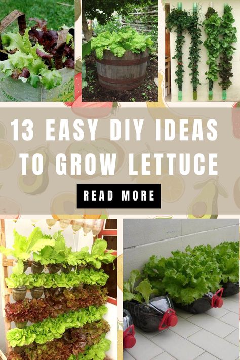 You love eating salads made out of green lettuce, you are in the right place to get your own organic garden. In… Lettuce Garden Beds, Indoor Lettuce Garden, Diy Lettuce Planter, Diy Lettuce Grow Tower, Lettuce Garden Ideas, Lettuce Growing Container, Growing Lettuce In Containers From Seed, How To Plant Lettuce Seeds, Planting Lettuce From Scraps