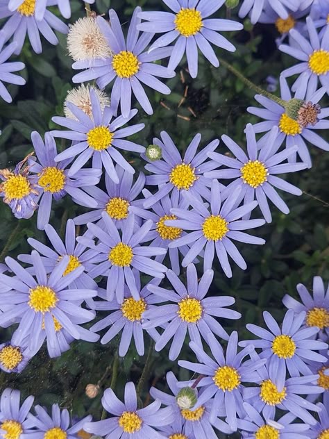 Lilac And Blue Aesthetic, Yellow And Lilac Aesthetic, Yellow Violet Aesthetic, Purple And Yellow Flowers Aesthetic, Lavender And Yellow Aesthetic, Lilacs Flowers Aesthetic, Lilac Flowers Aesthetic, Lavender Flower Aesthetic, Yellow And Purple Aesthetic