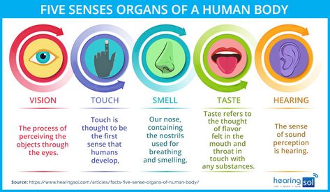 Five Sense Organs of The Human Body | Best Facts & Figure Sense Organs Project, Restaurant Presentation, Fat Burning Water, Best Facts, Sense Organs, Yoga Cartoon, Science Trivia, My Five Senses, Human Body Organs