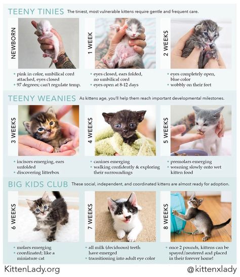 15 Extremely Helpful Cat Owner Cheatsheets For Anyone Considering Adopting A Cat Kitten Age Chart, Age Chat, Babies Videos, Raising Kittens, Pregnant Cat, Getting A Kitten, Babies Photography, Foster Cat, Desain Quilling