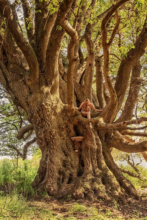 Metamorphosis Book, Bay Laurel, Laurel Tree, Healing Foods, Laurel Wreath, Natural History, Art Project, Self Portrait, Book 1