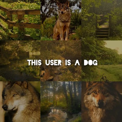 Dog Core Aesthetic, This User Is A Therian, Dog Moodboard, Dog Therian, Different Vibes, Dogs Aesthetic, Free Pfp, Therian Stuff, Maybe In Another Life