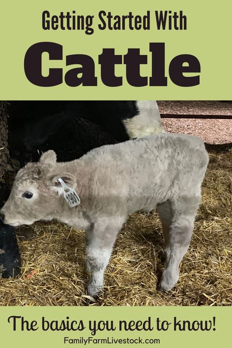 Raising Cattle For Beginners, How To Care For Cows, Raising Beef Cattle Small Farm, Feed Lots Cattle, Showing Beef Cattle, Miniature Cattle, Miniature Cows, Starting A Farm, Homestead Animals