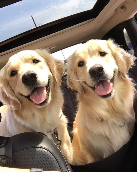 lovelyariannax 2 Golden Retrievers, Golden Retriever Mix, Puppy Photos, Retriever Puppy, Two Dogs, Dogs Golden Retriever, Retriever Dog, Golden Retrievers, Dog Stuff