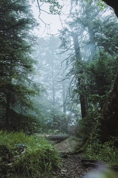 A path through a dense forest on a foggy day photo – Free Jungle Image on Unsplash Jungle Image, Ground Photography, Forest Ground, Jungle Images, Living In The Woods, District 4, Dark Forest Aesthetic, Pumpkin Images, Foggy Day