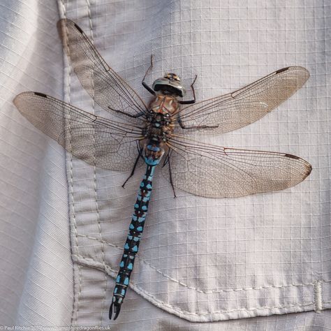 Male Blue Eyes, Dragonfly Habitat, Cool Bugs, Beautiful Bugs, Insect Art, Pics Art, Nature Aesthetic, Narnia, Brown Eyes