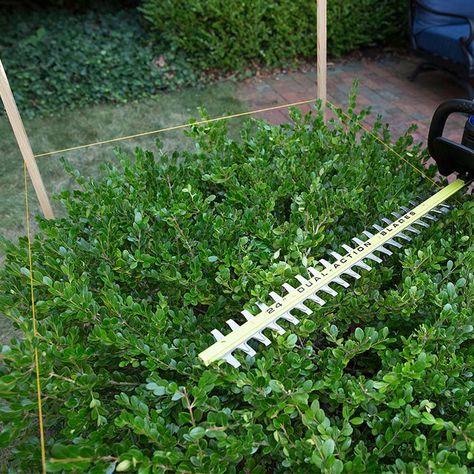 How To Trim Boxwood Bushes, Trim Bushes, How To Trim Bushes, Boxwood Bush, Trimming Hedges, Landscaping Shrubs, Florida Flowers, Holly Bush, Box Wood Shrub