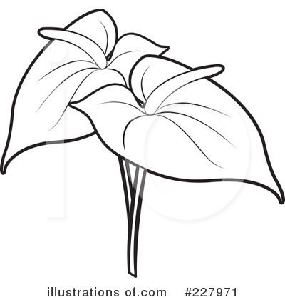 Anthurium Flower Tattoo, Anthurium Tattoo Design, Arum Lily Drawing, Anthurium Flower Drawing, Anthurium Drawing, Orchid Flower Line Art, Orchid Embroidery, Caran Dache, Contemporary Botanical Art