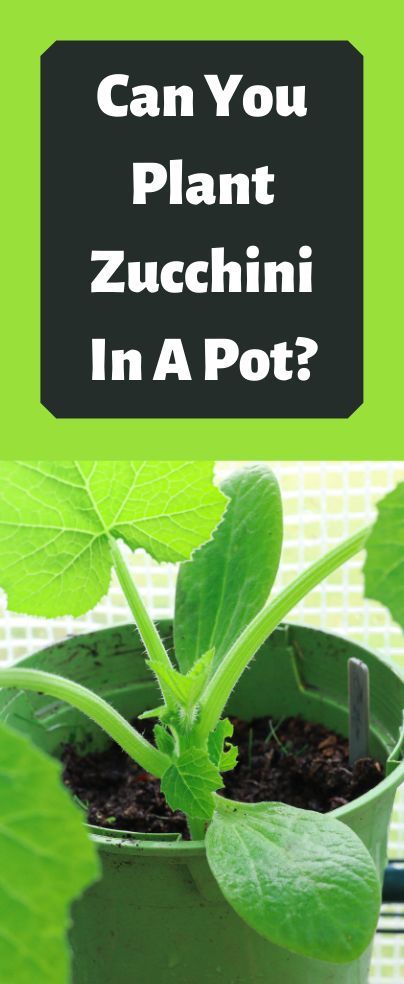 Ideally, the zucchini plant will grow huge and spread wide. Therefore, a substantial amount of garden space is needed for this plant. But the question is can you plant zucchini in a confined space such as a pot or container? Plant Zucchini, Zucchini Plant, Zucchini Plants, Confined Space, Garden Spaces, The Question, Zucchini, Canning, Plants