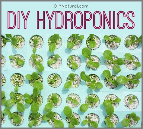 DIY hydroponics allow for simple, inexpensive gardening systems that work even when temperatures are freezing. Don't let the cold stop you from growing food! Aquaponics Indoor, Diy Hydroponics, Hydroponic Farming, Hydroponics Diy, Hydroponic Growing, Plant Nutrients, Invasive Plants, Aquaponics System, Banana Tree