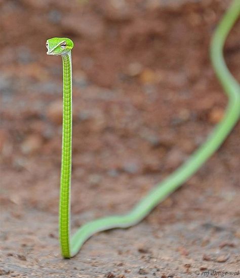 Very slender Vine snake They have binocular vision. in which both eyes are used together. The Green vine snake (Ahaetulla nasuta) is a slender green tree snake found in India Sri Lanka Bangladesh Myanmar Thailand Cambodia and Vietnam. It is diurna Vine Snake, Cute Reptiles, Cute Snake, On The Ground, Animal Memes, Tumblr Funny, Cute Funny Animals, Bones Funny, The Words