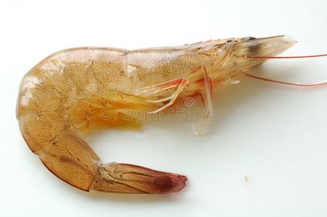 Alive shrimp. Close up of alive shrimp , #Ad, #shrimp, #Alive, #alive, #Close #ad Shrimp Alive, Shrimp Stock, Kitchen Background, Kitchen Images, Stock Images Free, Close Up, Photo Image, Stock Photos