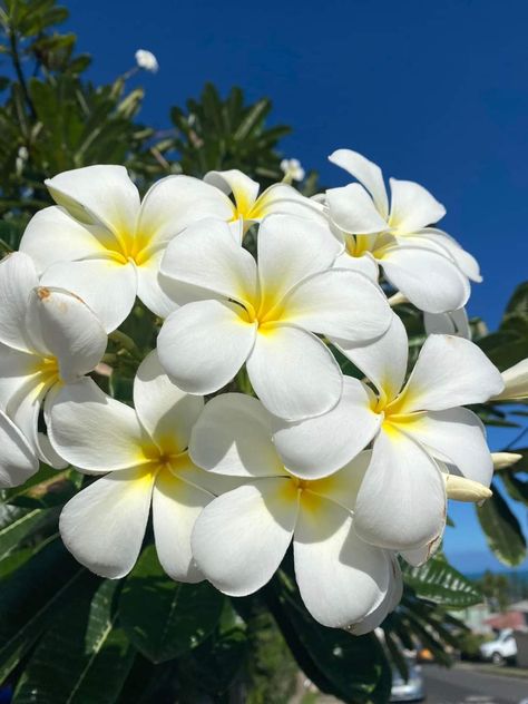 Hawaiian Plumeria, Hawaiian Lei, Plumeria Flowers, Hawaiian Flowers, Hawaiian Islands, Summer Pictures, Tropical Flowers, Real Flowers, Pretty Flowers