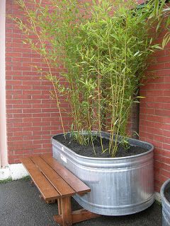 Diy Stock Tank, Bamboo Containers, Bamboo Privacy, Growing Bamboo, Bamboo In Pots, Bamboo Planter, Galvanized Tub, Metal Tub, Garden Privacy