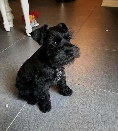 Aesthetic Dog Stuff, Black Mini Schnauzer, Black Miniature Schnauzer, Puppy Pfp, Miniature Schnauzer Puppy, Black Schnauzer, Schnauzer Grooming, Schnauzer Mix, Mini Schnauzer Puppies